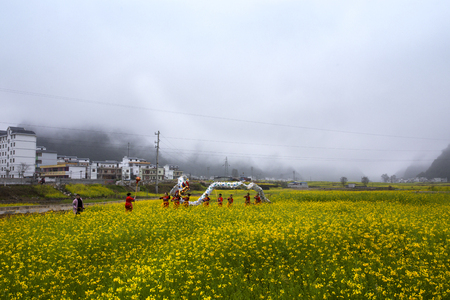 Enjoy the rape flowers Dragonのeditorial素材