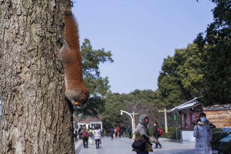 West Lake squirrel, Hangzhouのeditorial素材