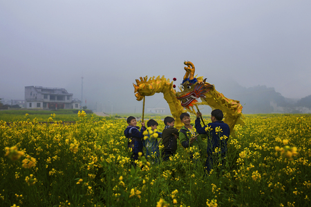 group of children playing Dragon dance at rape flower fieldのeditorial素材