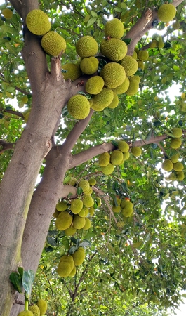 jackfruit on tree