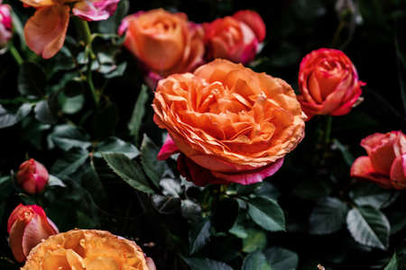 Rose flower