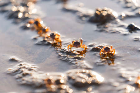 small crab at the beachの写真素材
