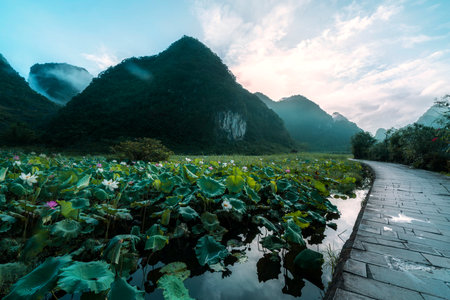 Landscape view of lotus pond and mountain in the morning.の写真素材