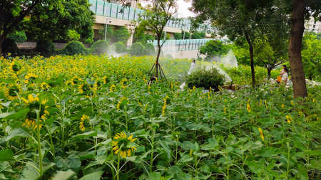 sunflowers in the garden with water sprayer for agriculture.