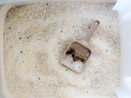 cat shit poop toilet sand cleanの写真素材