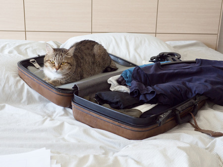 pet cat ready to travel  sleep in suitcase with baggage on bedの写真素材