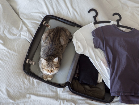 pet cat ready to travel  sleep in suitcase with baggage on bedの写真素材