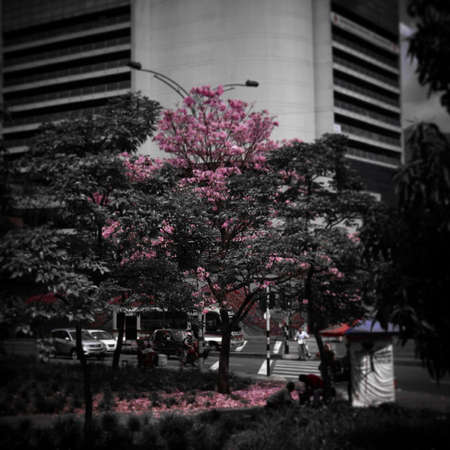 Apamate tree