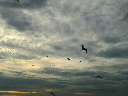 Sundown with birdsの写真素材