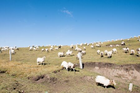 A flock of sheeps at Zoige Grasslandの写真素材