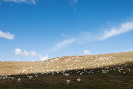 A flock of sheeps at Zoige Grasslandの写真素材
