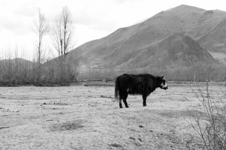 Yak on the Chinese plateauの写真素材