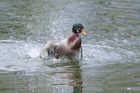 wild duckの写真素材