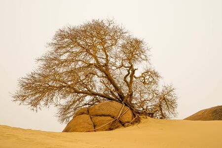 A dead tree in the desert