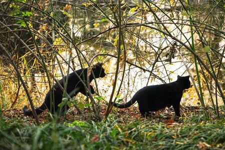 Two little black cats were playing by the river in the setting sunの写真素材