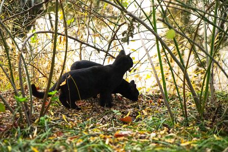 Two little black cats were playing by the river in the setting sunの写真素材