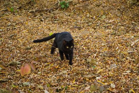 A black cat walking on dead leaves by the river in autumnの写真素材