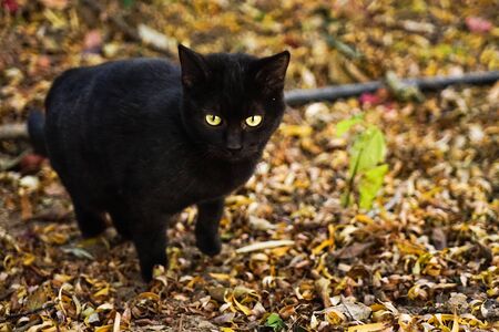 A black cat walking on dead leaves by the river in autumnの写真素材