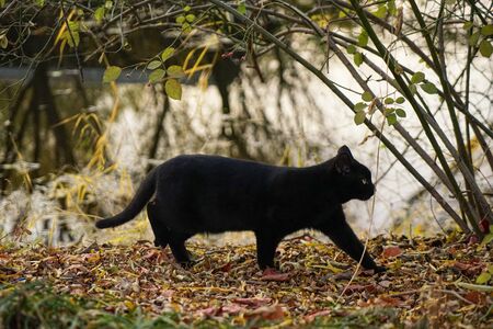 A black cat walking on dead leaves by the river in autumnの写真素材
