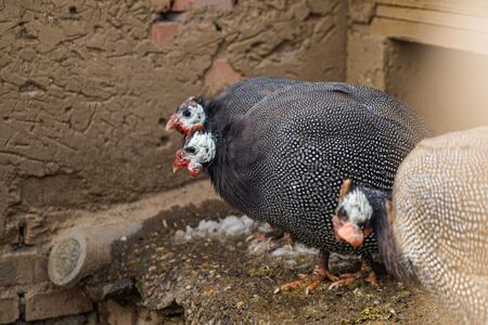 Guinea fowl henhouse closeup