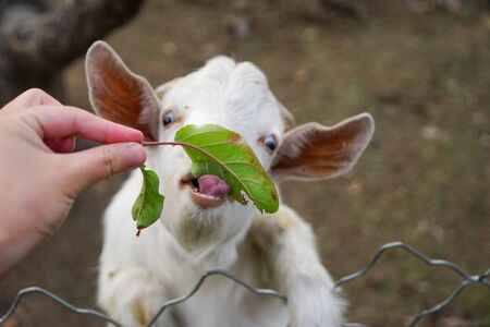 Feeding a white lamb leafの写真素材