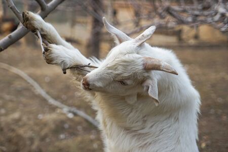 Feeding a white lamb leafの写真素材