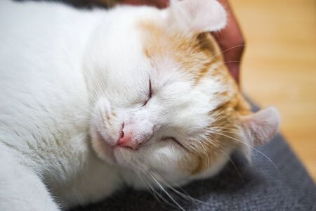 Close-up of a curl eared cat