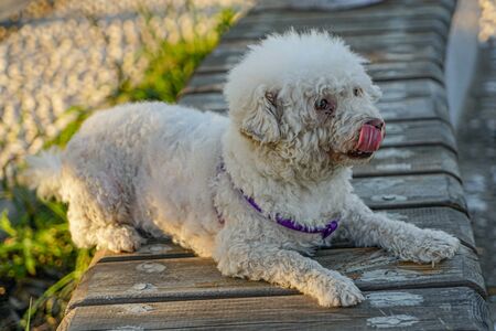 White little teddy in the park