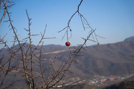 Wild persimmons on the mountainの写真素材