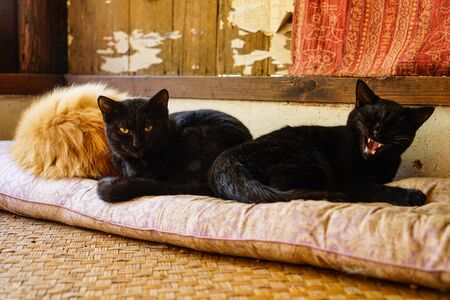 Black cat resting on an indoor bedの写真素材