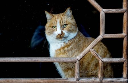 Pet cat behind wooden window glassの写真素材