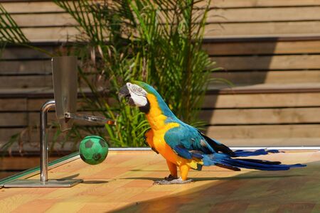 Parrot is performing shooting skills