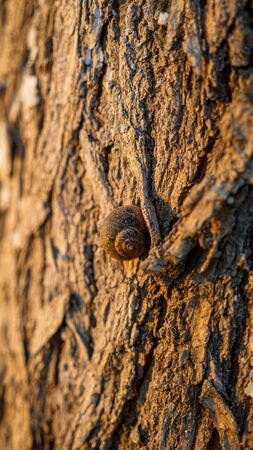 Snail on tree bark outdoors