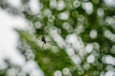 Wild flower spider poisonous spiderの写真素材