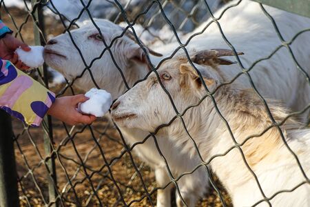 Little child feeding sheep in the pastureの写真素材