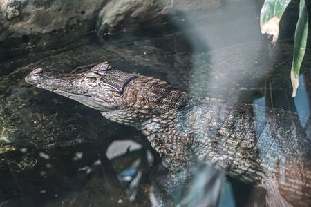 Crocodile scene in river waterの写真素材