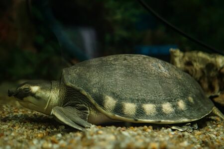 Hog-nosed turtle is resting under waterの写真素材
