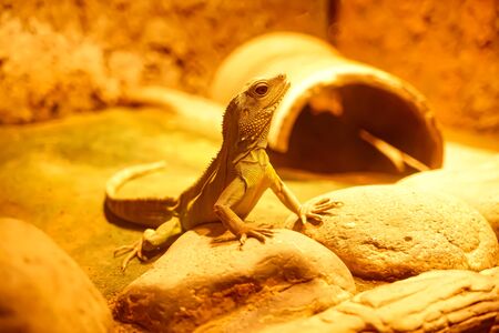 A lizard is standing on the rockの写真素材