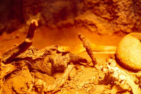 A little snake under the treeの写真素材