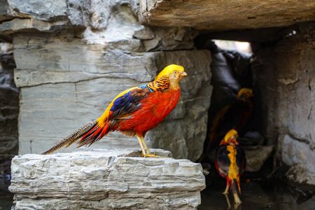 Golden pheasant in the zooの写真素材