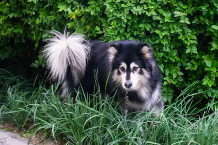 Alaskan Malamute in the grass by the roadの写真素材