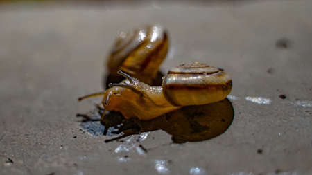 Snail crawling on the road under street lights at nightの写真素材