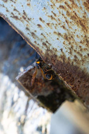 Wasp hornet on rusty pipeの写真素材