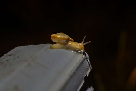 Snail on the fence at nightの写真素材