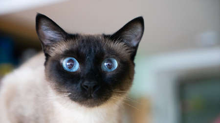 Siamese cat looking around on table and chairの写真素材