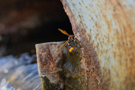Wasp hornet on rusty pipeの写真素材