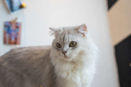 Golden Jira cat close-upの写真素材