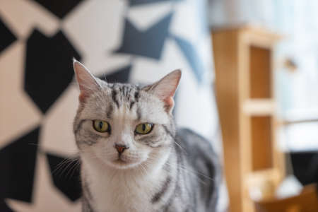 Tabby cat indoor close-upの写真素材