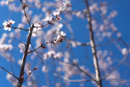 Bee on peach blossom