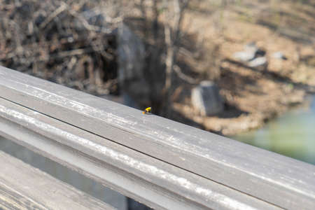 Bear honey bee close-upの写真素材